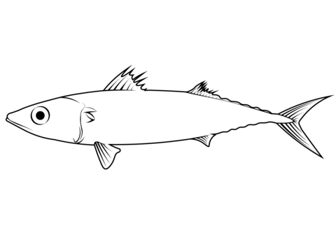 Pacific Chub Mackerel (Scomber Japonicus) Coloring Page